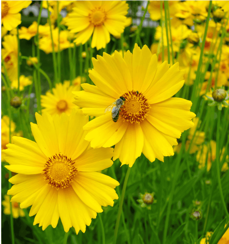 Lanceleaf Coreopsis