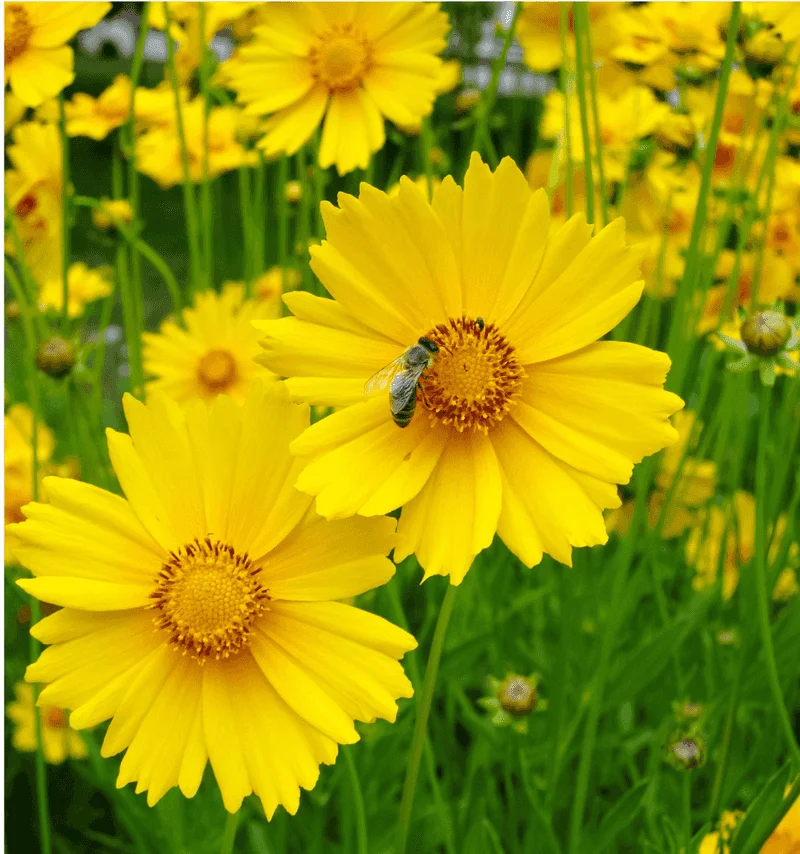 Lanceleaf Coreopsis