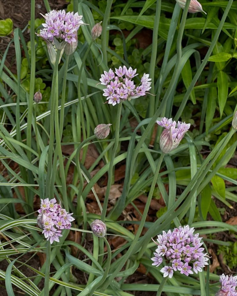 Wild Garlic