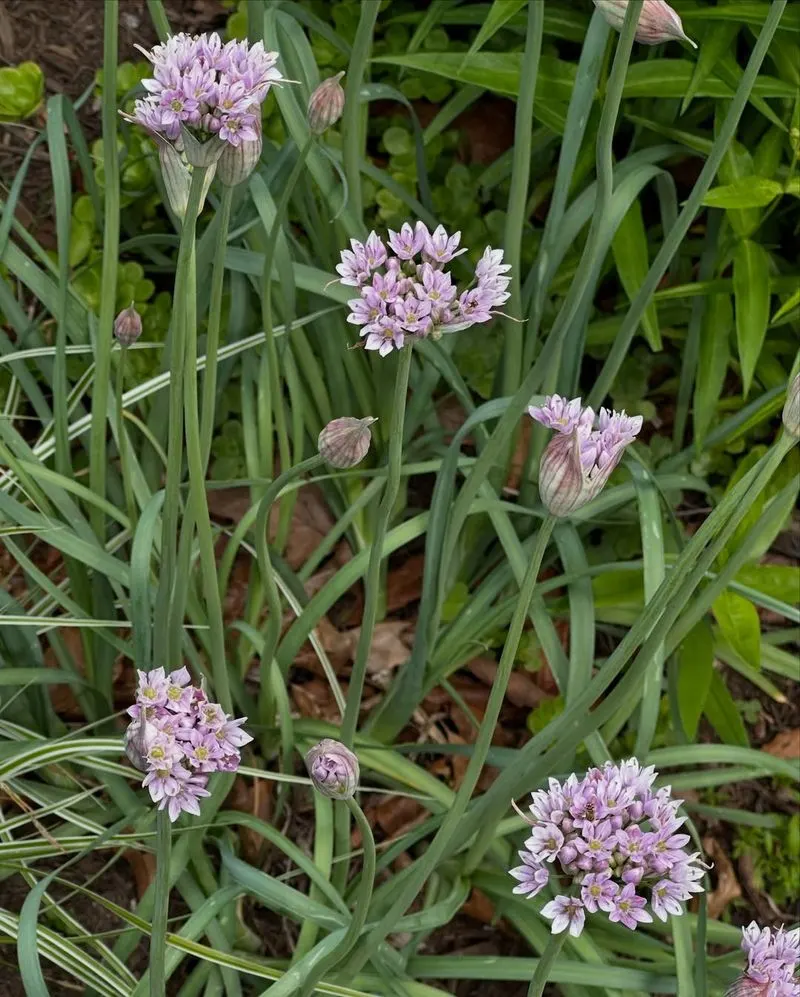 Wild Garlic