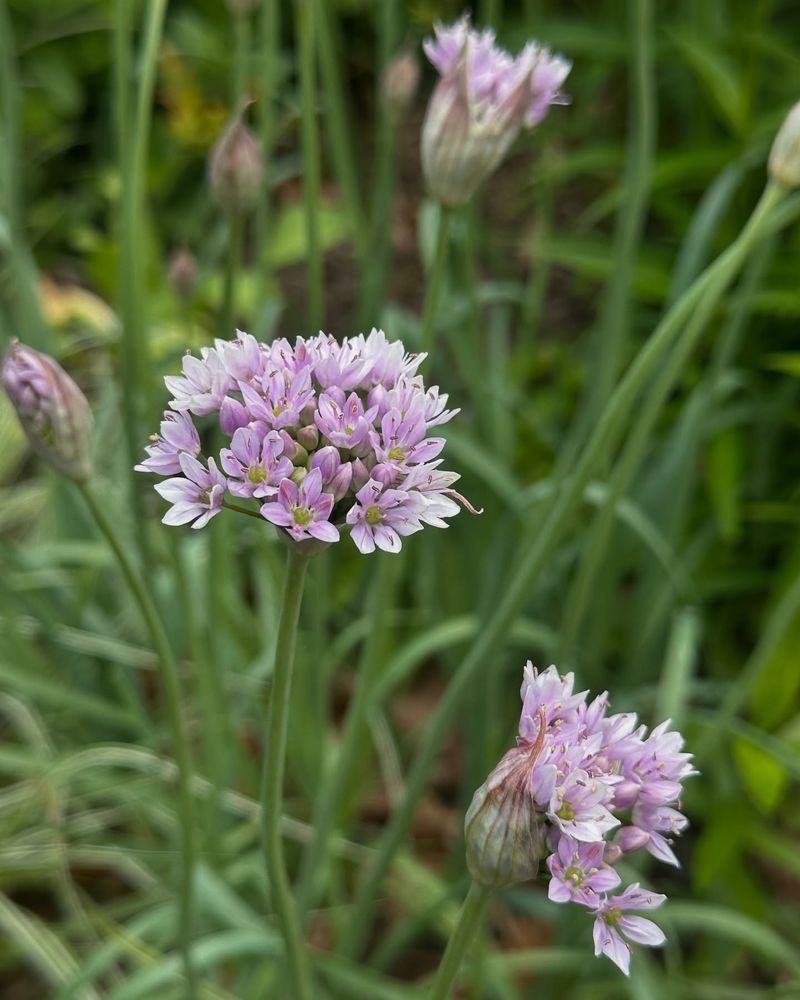 Wild Garlic
