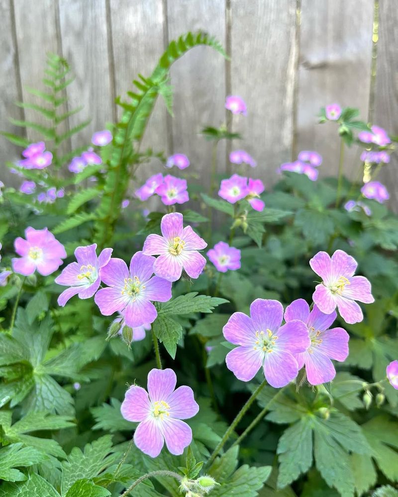 Wild Geranium