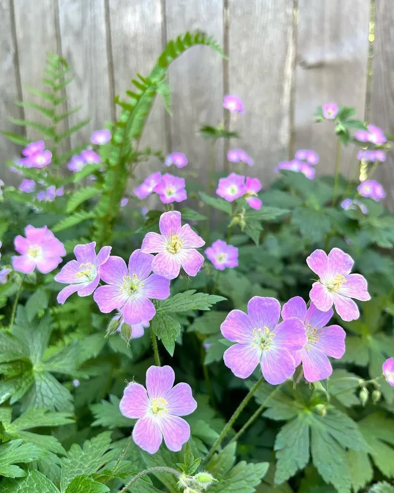 Wild Geranium