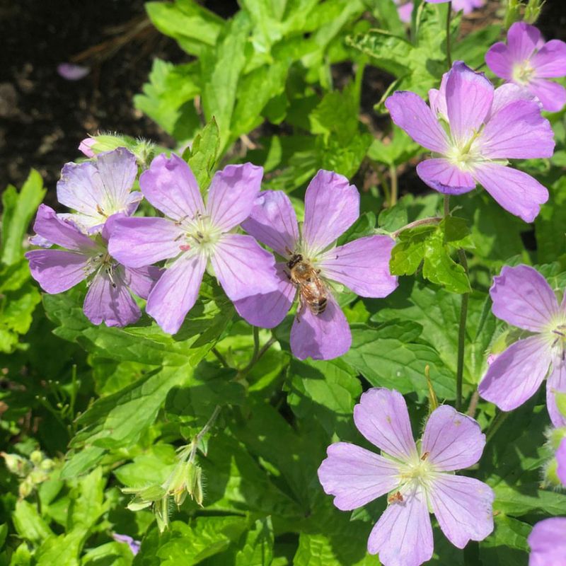 Wild Geranium