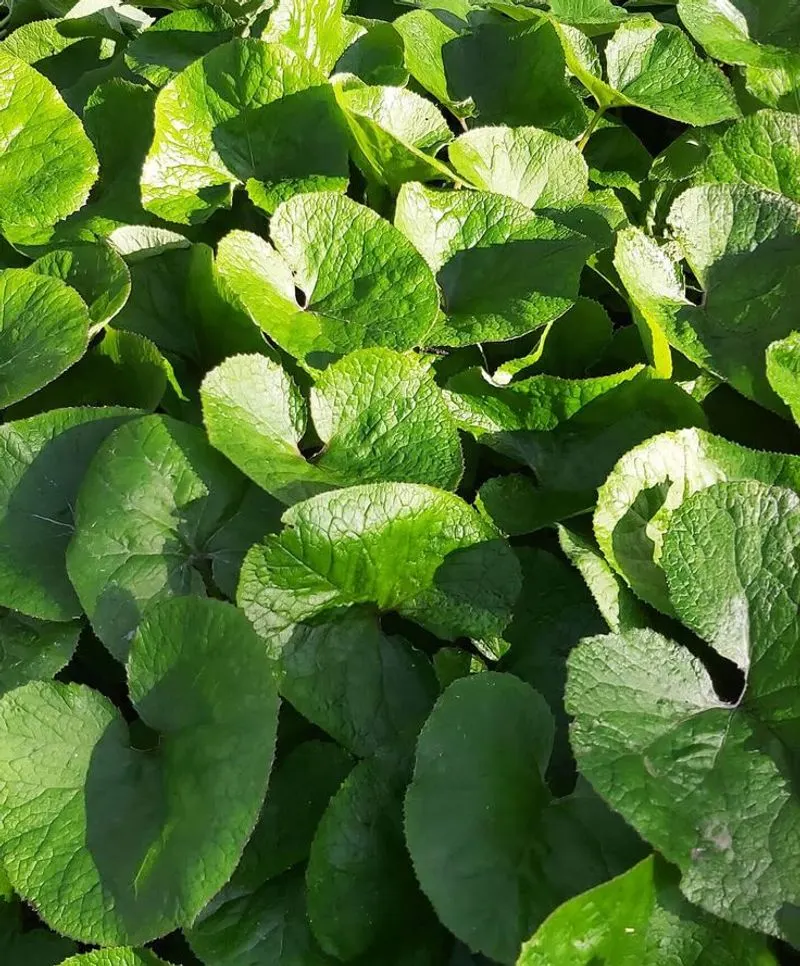 Wild Ginger