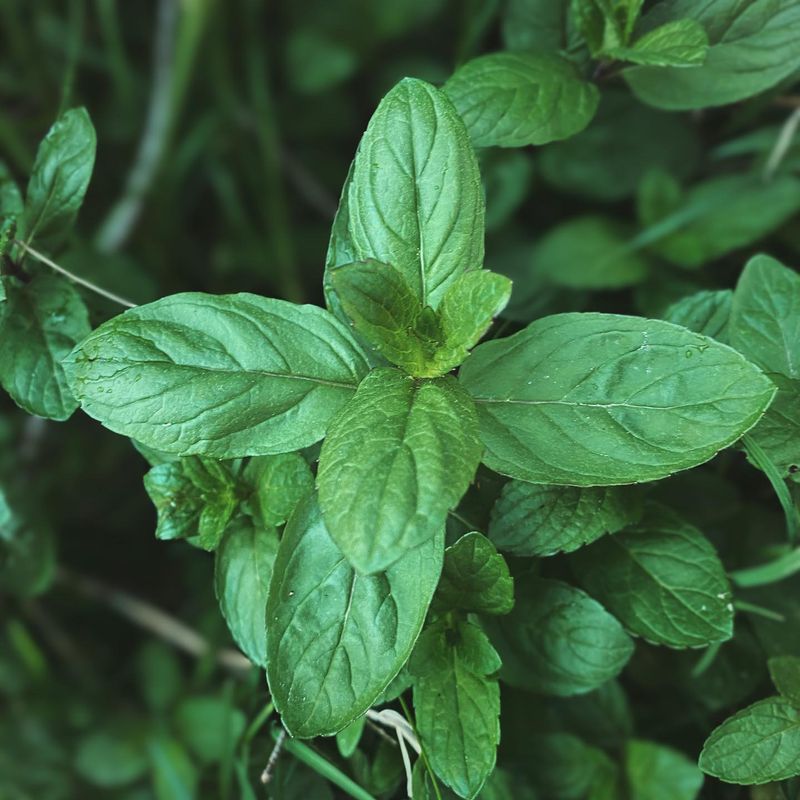 Wild Mint