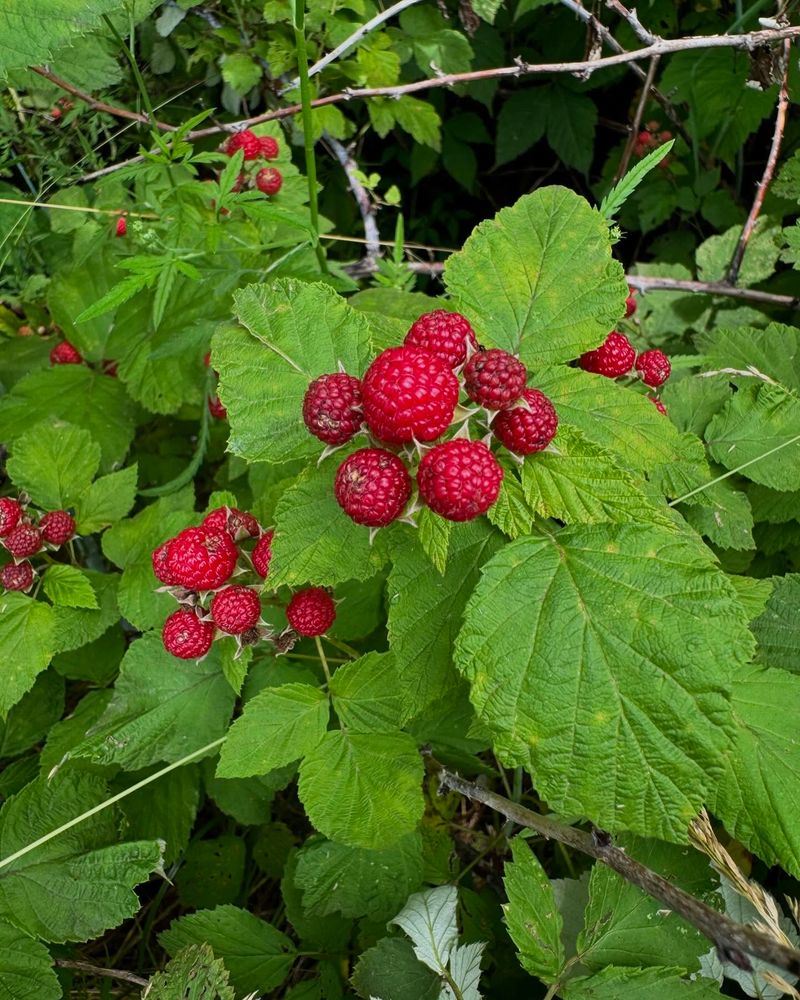 Wild Raspberry