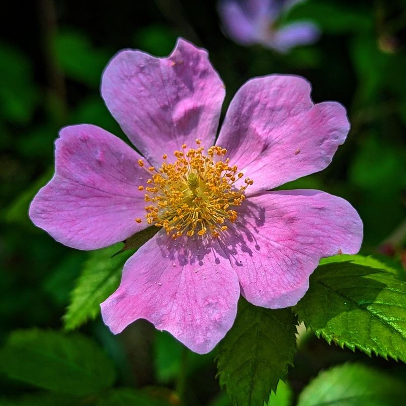 Wild Rose