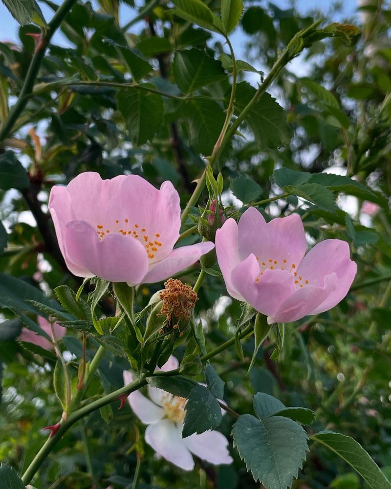 Wild Rose