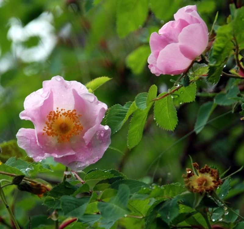 Wild Rose