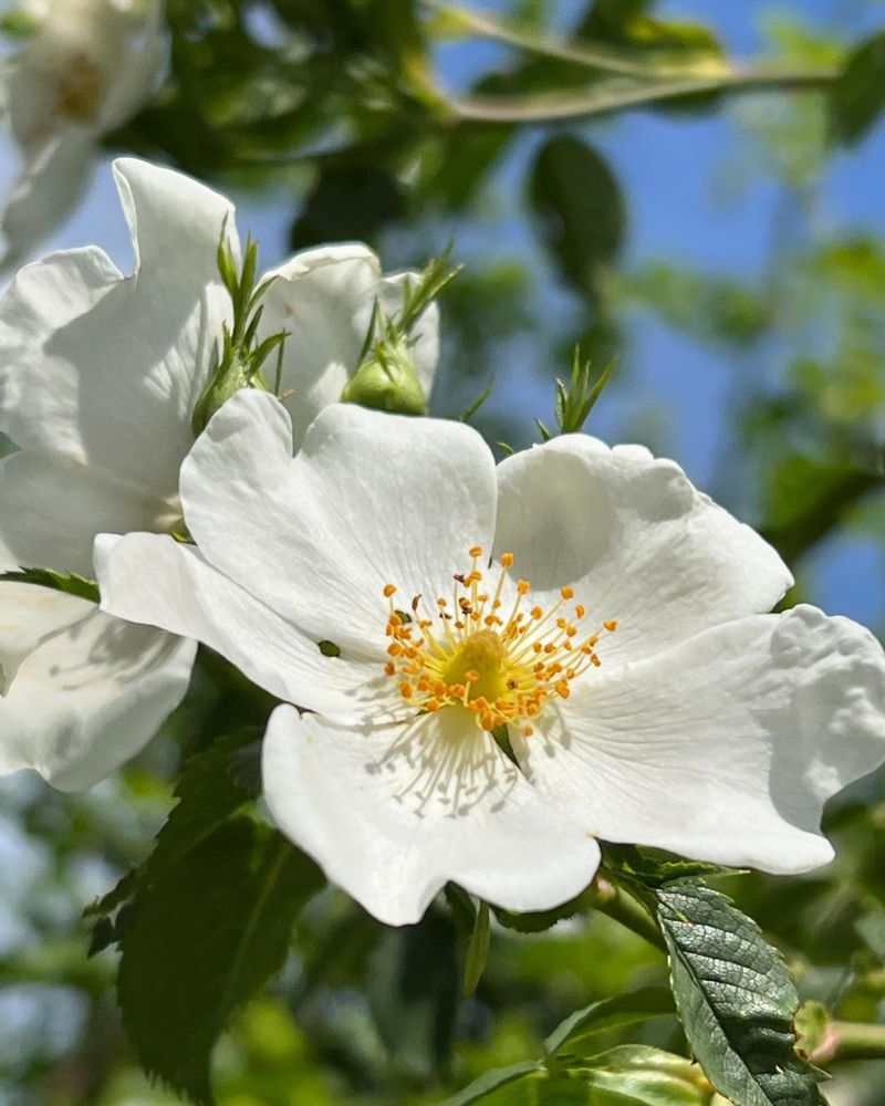 Wild Rose