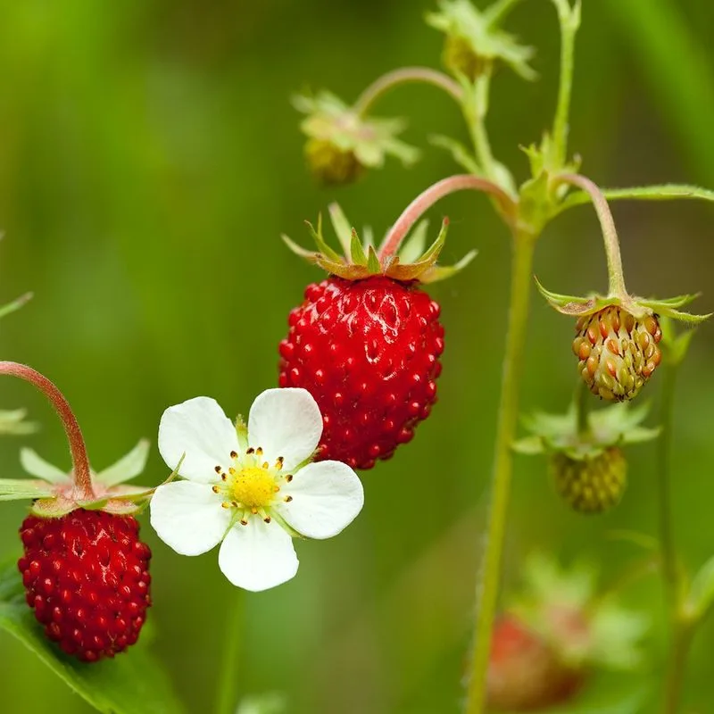 Wild Strawberries