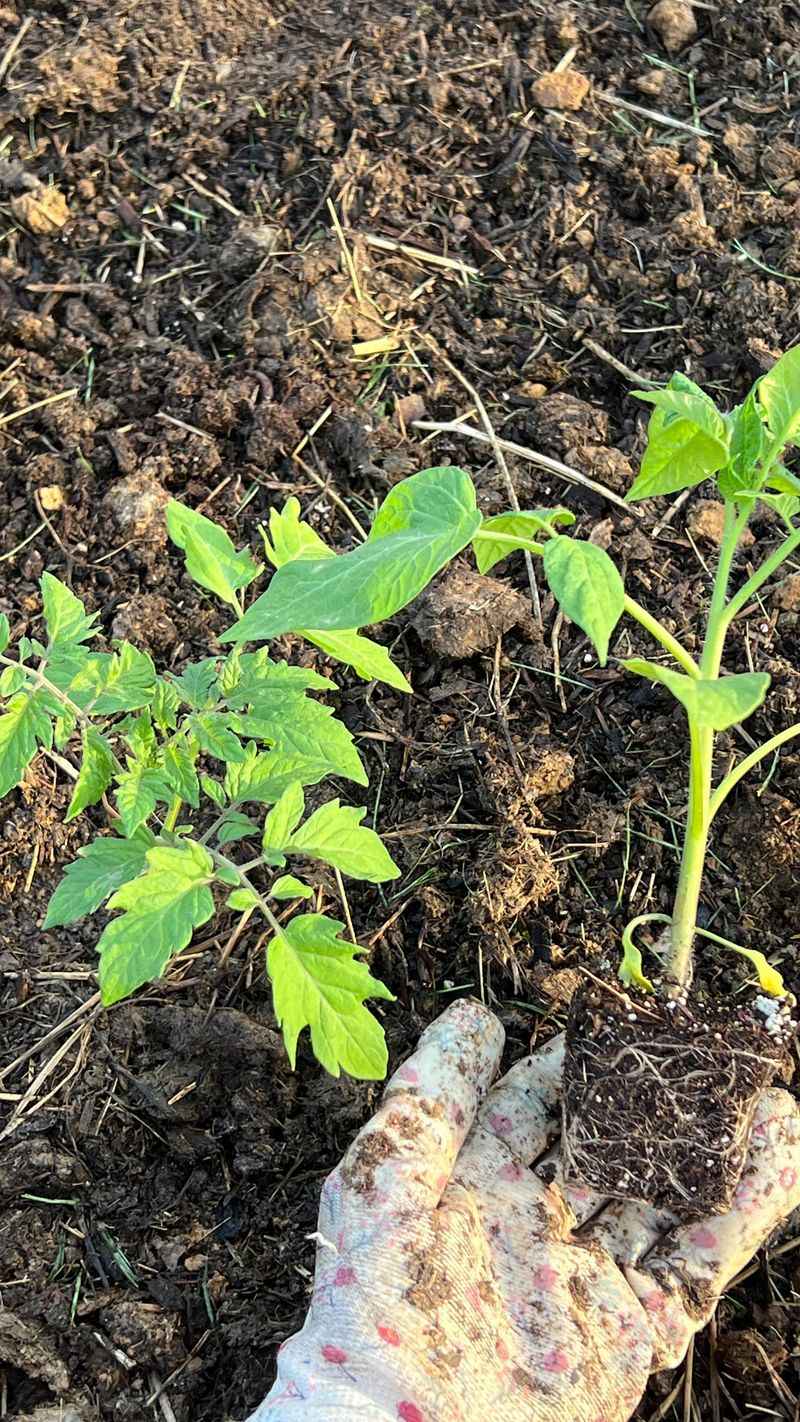 Wild Tomato Plants