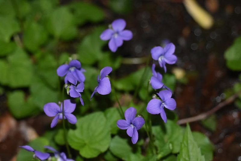 Wild Violets
