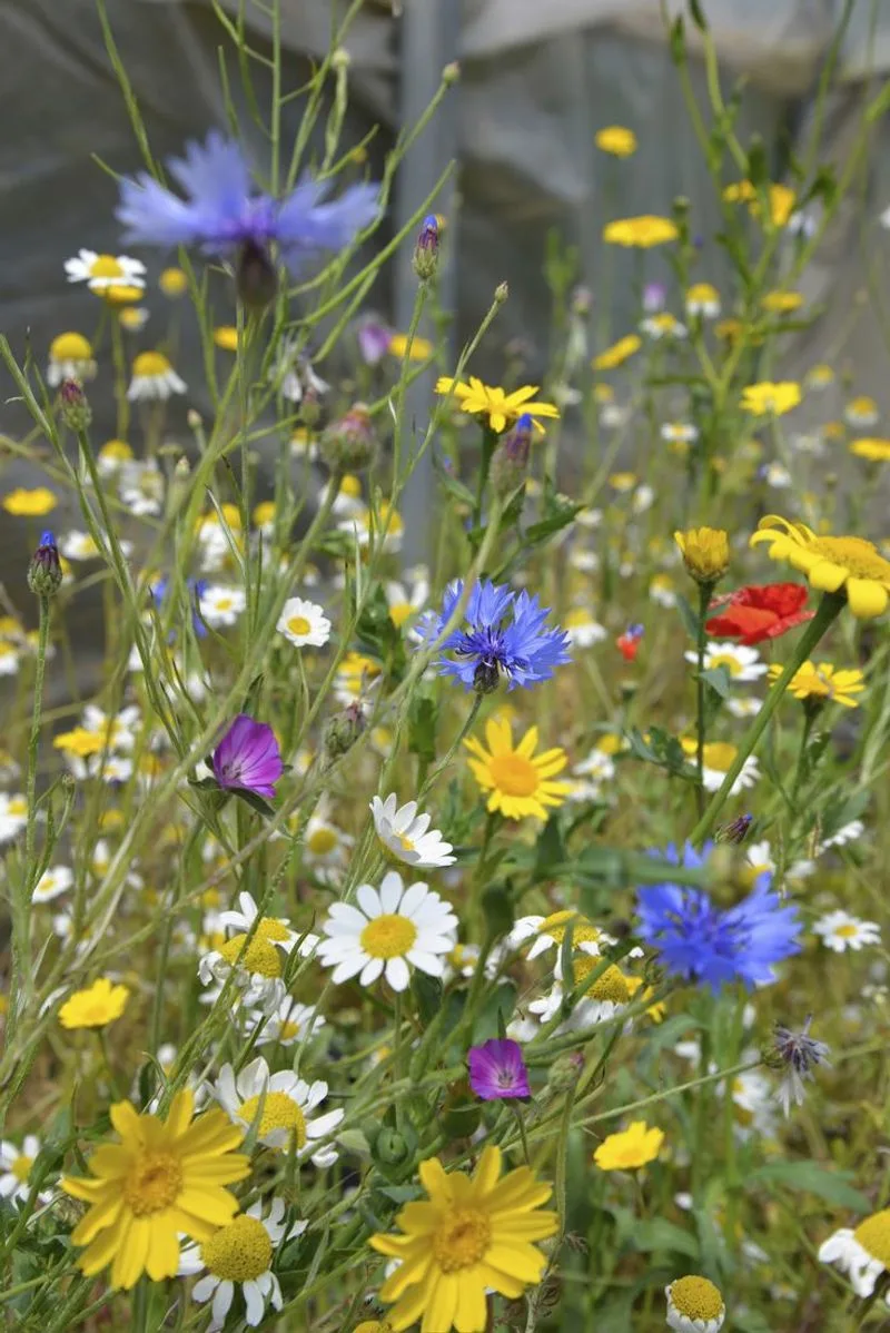 Wildflower Meadow