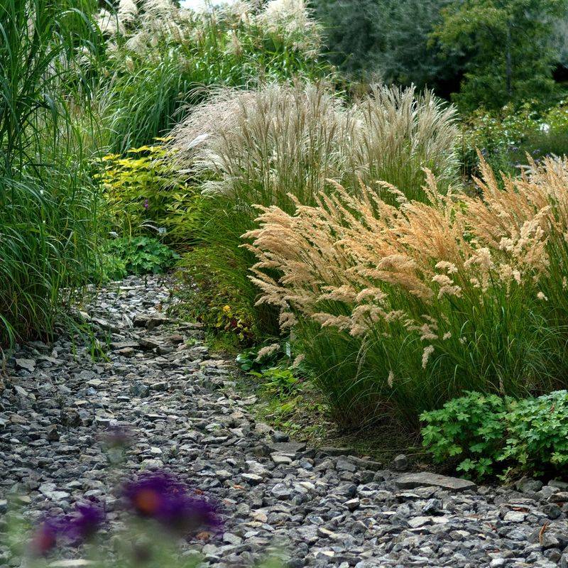 Ornamental Grasses