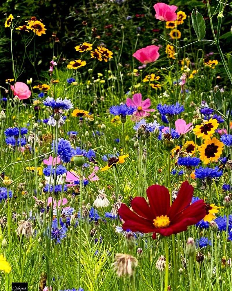 Wildflower Meadows