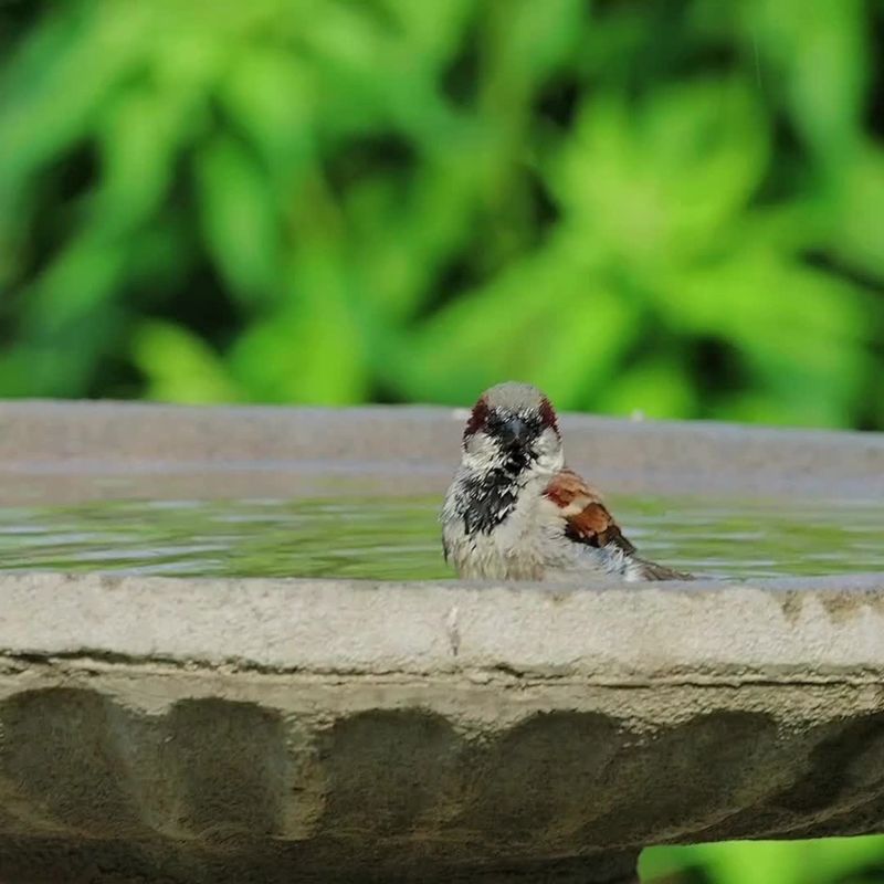 Wildlife Havens