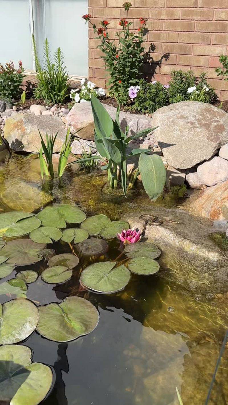Wildlife Ponds