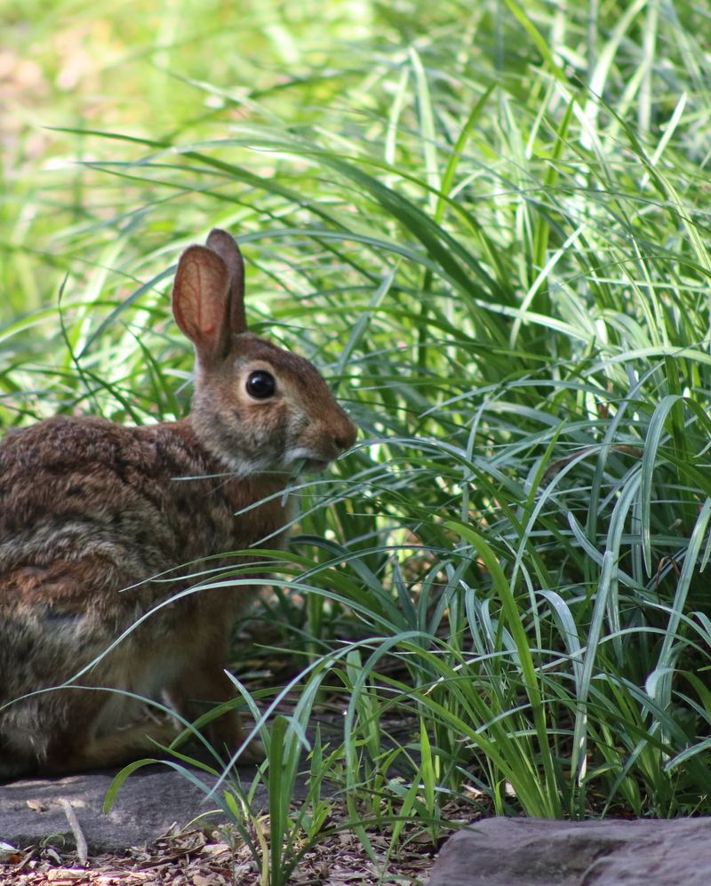 Wildlife Spotting