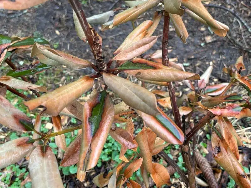 Wilting Leaves