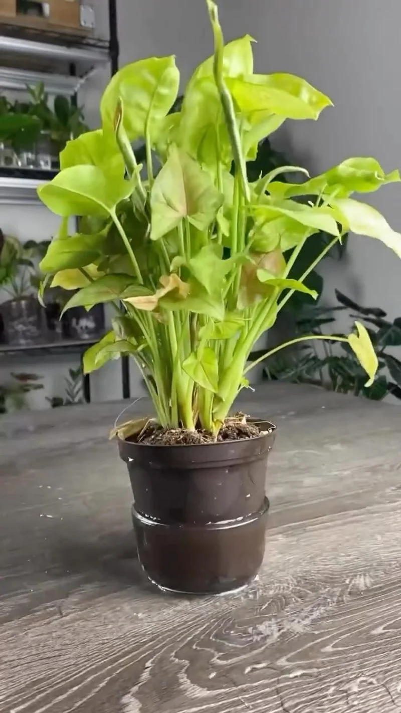 Wilting Leaves