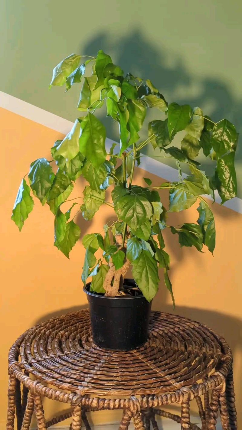 Wilting Plants