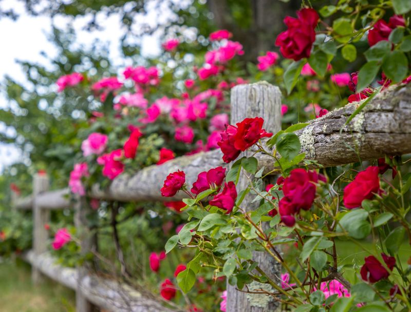 Windbreak Wonders