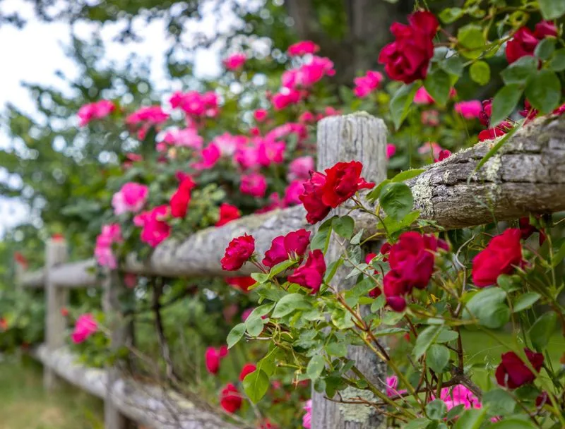 Windbreak Wonders