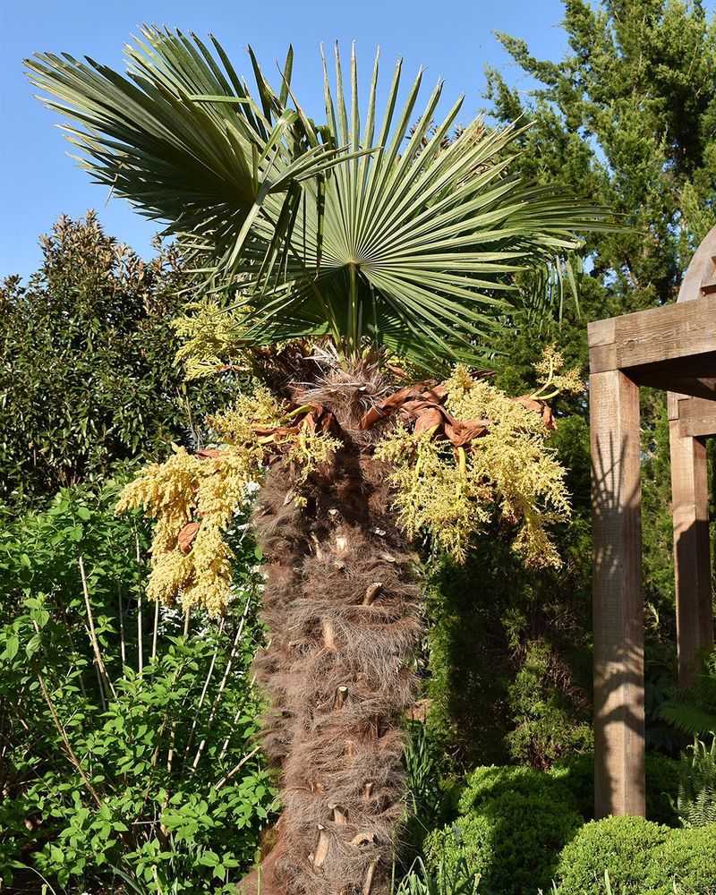 Windmill Palm