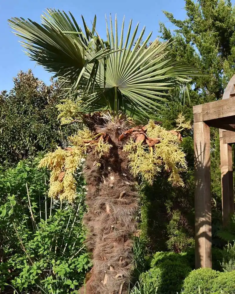 Windmill Palm