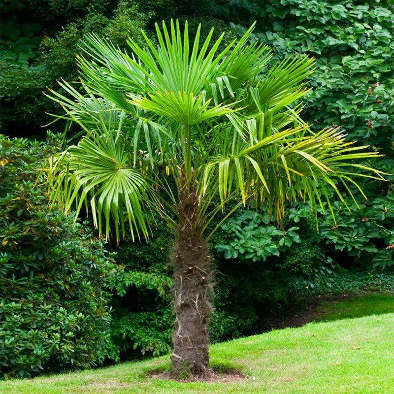 Windmill Palm