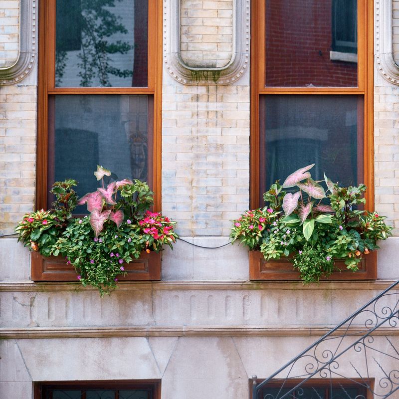 Window Box Planter