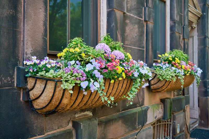 Window Boxes
