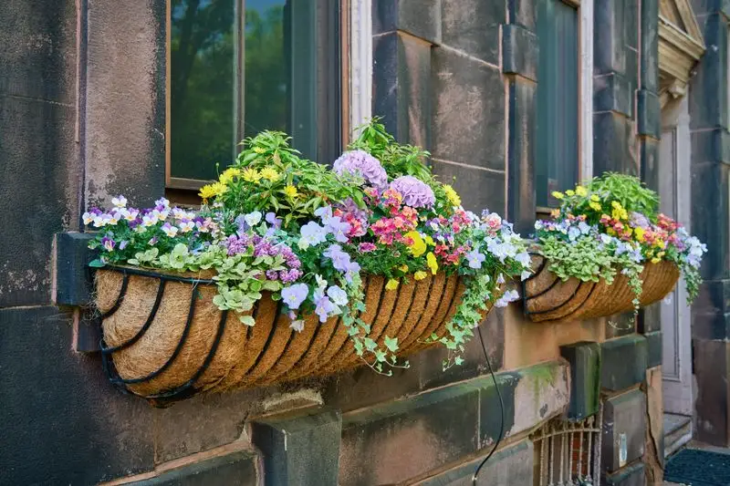 Window Boxes
