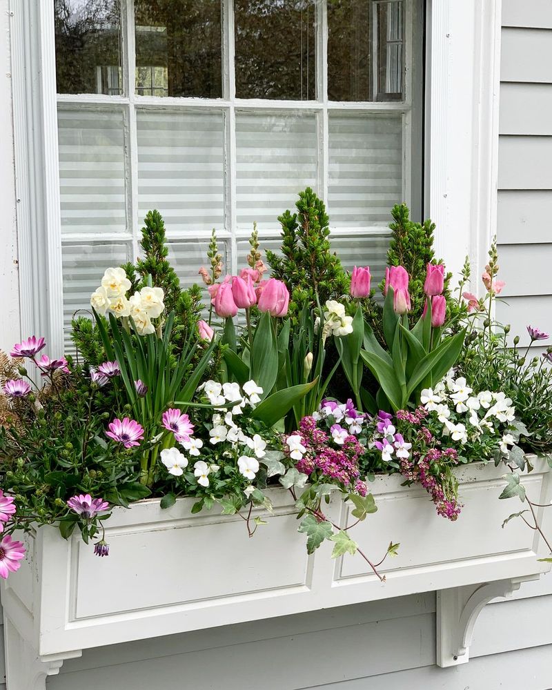 Window Boxes