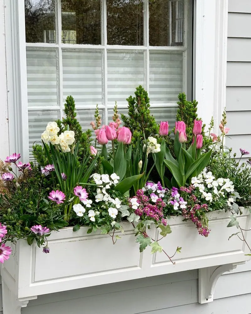 Window Boxes