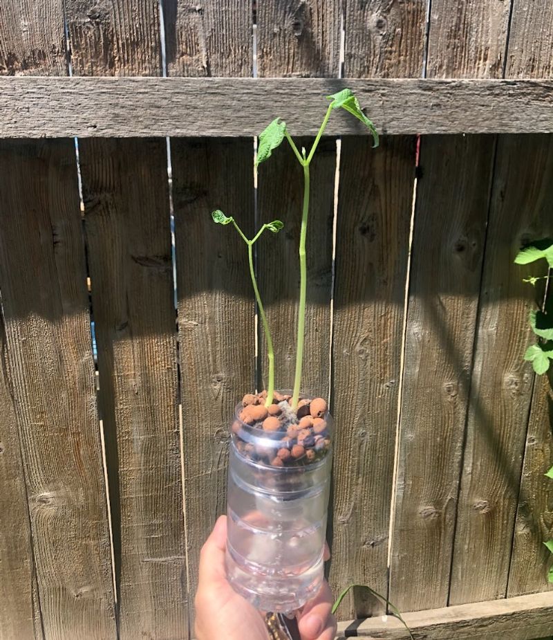 Window Farms