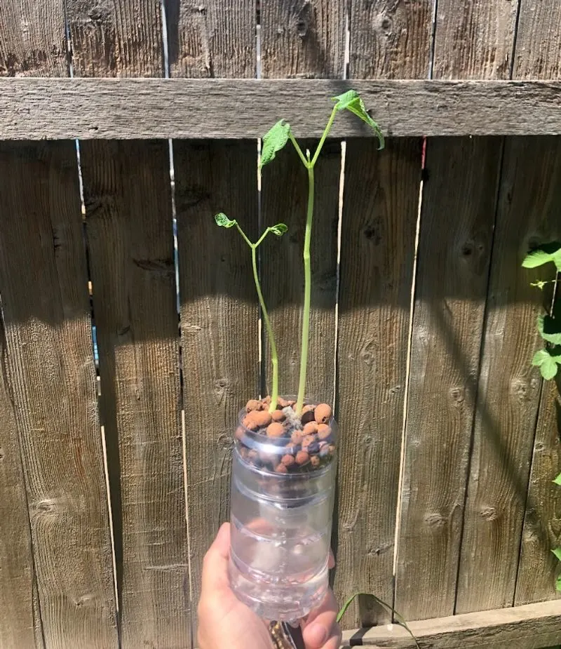 Window Farms