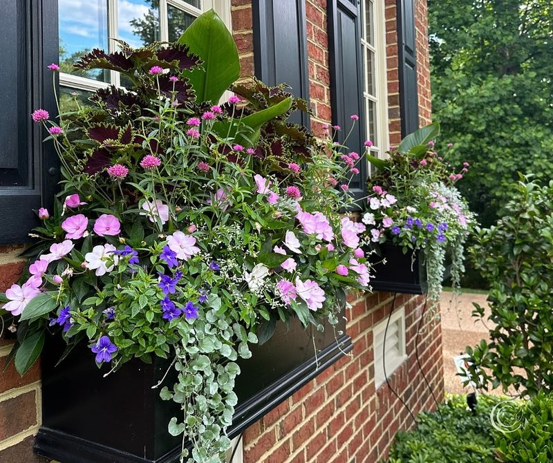 Window Frame Hanging Gardens