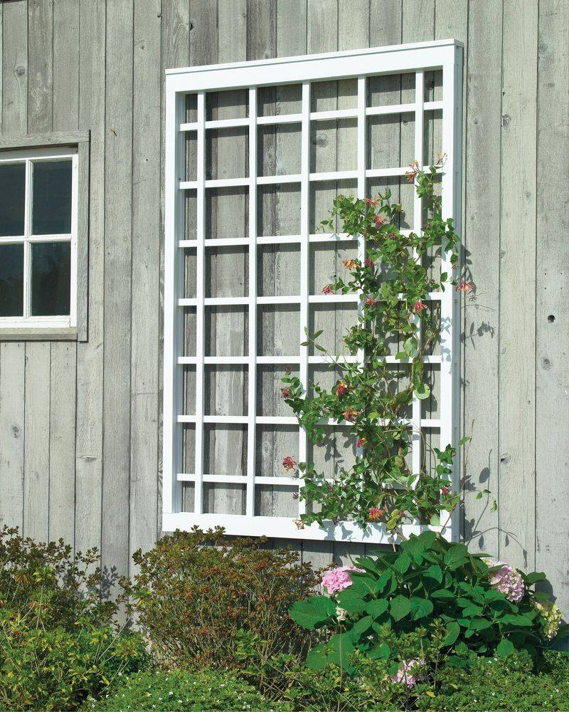 Window Frame Trellis