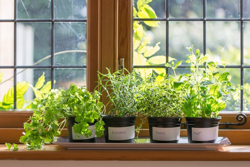 Window Sill Herb Garden