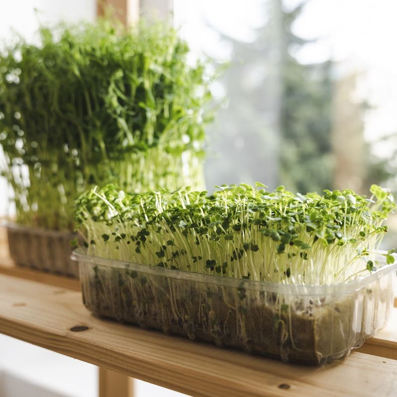 Window Sill Herb Gardens