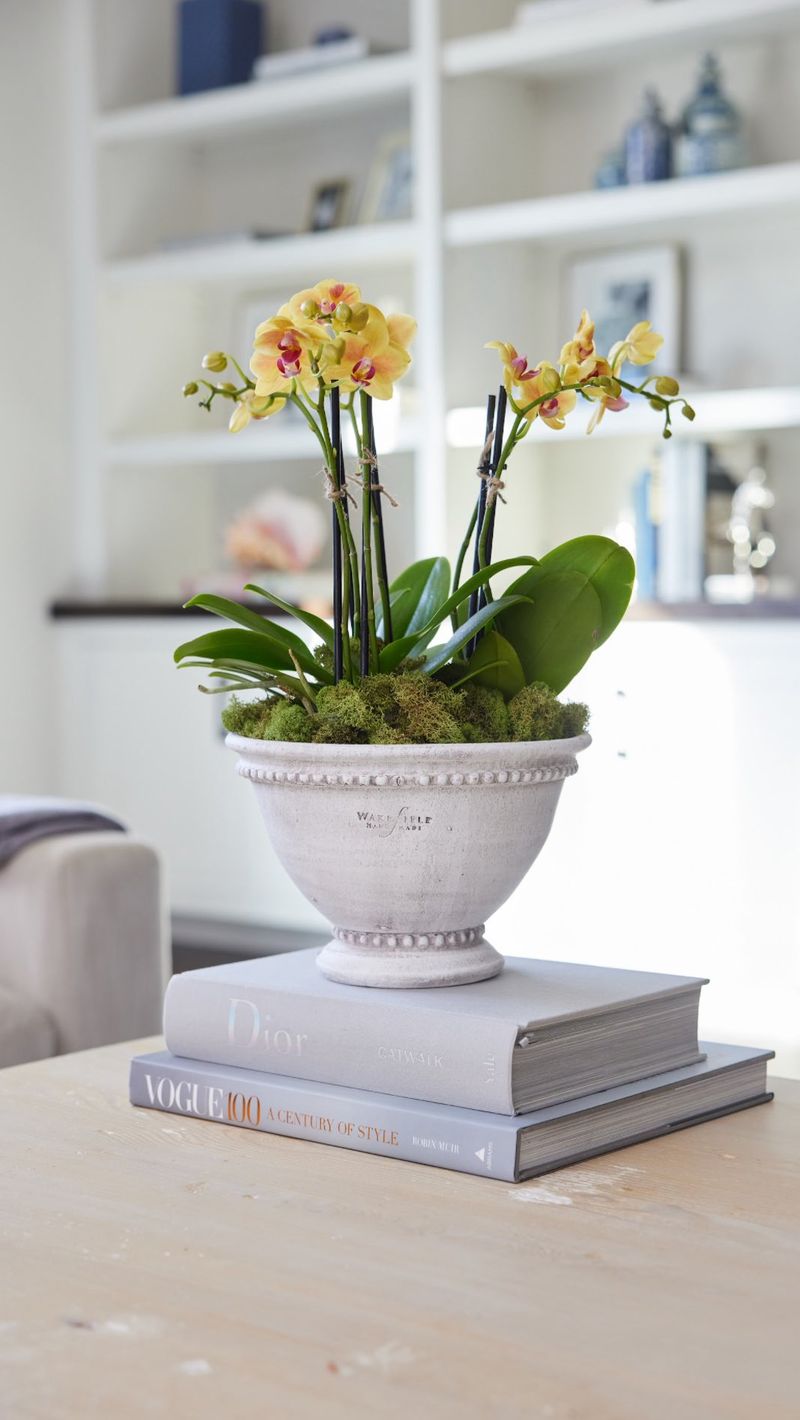 Window Sill Orchids