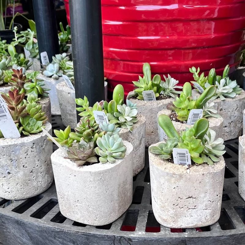 Window Sill Succulents
