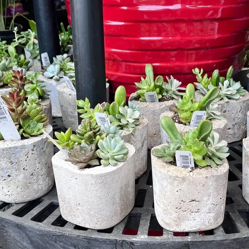 Window Sill Succulents