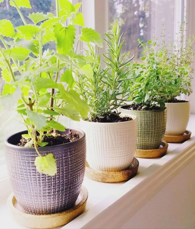 Windowsill Herb Garden