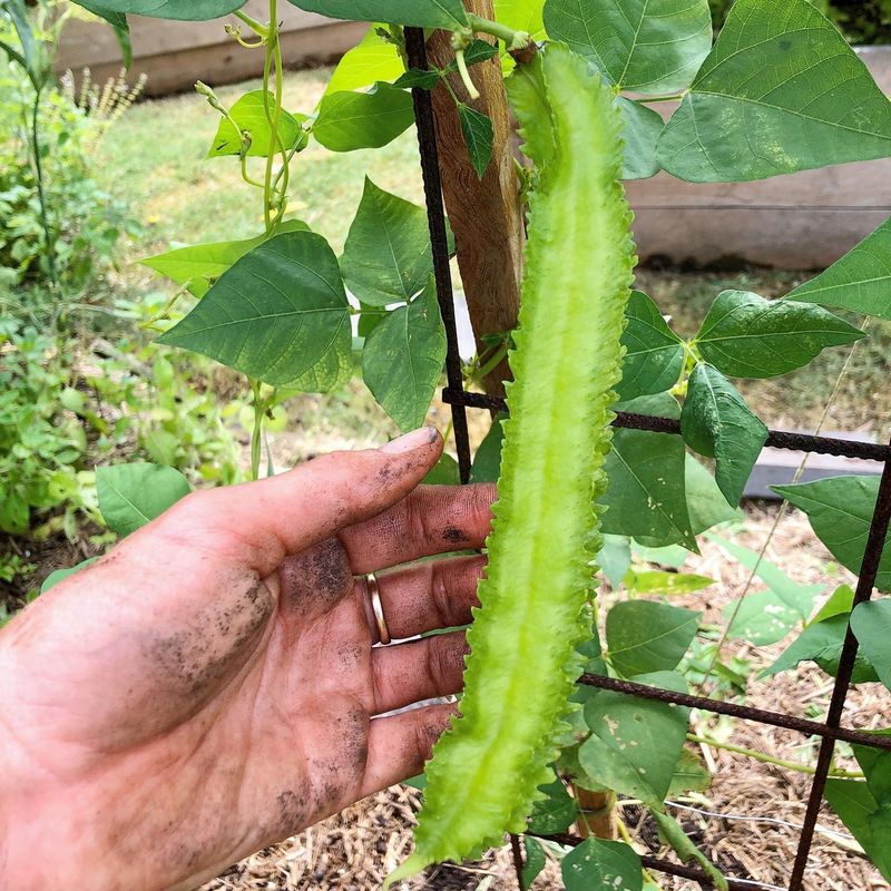 Winged Bean (Psophocarpus tetragonolobus)
