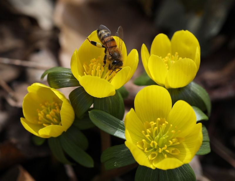 Winter Aconite
