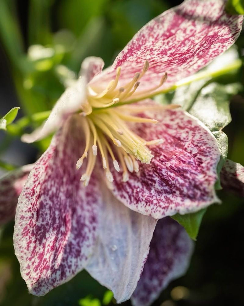 Winter Clematis